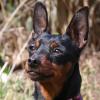 PRIMA PETZY -  weiblich  3 Jahre  26 cm  3 kg  Rehpinscher  Gechipt  Kastriert