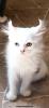 BKH/ Perser-Mix Kitten
