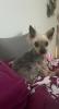 GNADENPLATZ - Eule,  ruhige Yorkshireterrier-Mix Dame