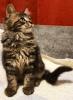 Maine Coon Kitten zum Knutschen