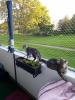 Katzenpärchen