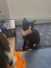 Geschwisterpärchen Katzen Kinder