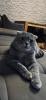 Deckkater ,  SF/ BKH mix Kater