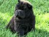 Schwarze Chow Chow Welpen