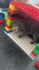 Wunderschöne Perser-Mix Katzenbabys suchen liebevolles Zuhause