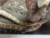 2 Kornnattern mit Terrarium abzugeben