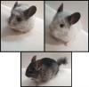 3 Männliche Junge Chinchillas