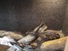 BCI 1.0/ 0.1 CA motley het albino Sharp und mix