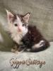 Traumhafte Maine Coon Babys mit Stammbaum