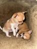 Zwei Chihuahua Welpen