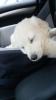 Golden Retriever Welpe