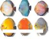 Biete Aquarienfische aller Art an und suche auch immer welche