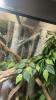 2 Blautaggeckos,  1 Goldstaubgecko