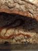 10 Monate alte Kornnatter mit Terrarium 