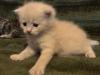 Kitten: Britisch Kurzhr Mix