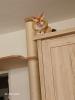 Devon Rex Kater Amour (10 Monate,  kastriert) - verspielt und sehr liebevoll
