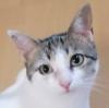 KITTY - weiblich  5 Jahre  europäische Kurzhaarkatze  Gechipt  Kastriert