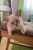 BkH Kitten 