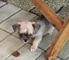1 zuckersüsser Chihuahua-Shi-Tzu Welpe