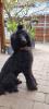 Labradoodle Wurfankündigung Februar 2023