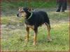 Mischling Pluto (Rüde,  kastriert,  10 Jahre /  Senior)