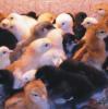 01.09.2012 frisch geschlüpf: diverse Küken unserer Rassehühner