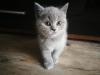 BKH/ Scottish fold Kitten