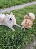 Pomeranian Pomerian Zwergspitz Bruder und Schwester Welpen suchen ein liebervoll