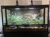Terrarium mit/ ohne Kornnattern