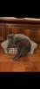 BKH Scottish fold Mix Pärchen