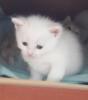 Zuckersüße Mix Katzenbabys