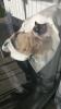Wir suchen unsere geliebte Birma Katze