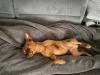 Deckrüde /  wunderschöner Zwergpinscher