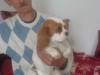 wunderschönes Cavalier-King-Charles-Spaniel-Mädchen,  3 Jahre,  Farbe: blenheim 
