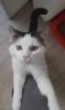 Tony – verschmuster Kater sucht dringend liebevolles Zuhause! (aus dem Tierschut