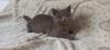 BKH Kitten,  Katerchen