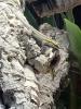 1, 1 Streifenzwergtaggecko ( Lygodactylus kimhowelli)