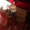 miniwelpe rüde chihuahua/ ruskytoy mix