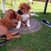 Rhodesian ridgeback doggen mix