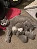 4 Kleine BKH-Kitten suchen ab dem 22.06.2023 ein liebevolles Zuhause