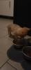 Chihuahua Welpen