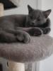 Bkh kitten 14 Wochen