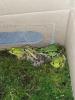 Gebe ab mit Papieren Pelophylax lessonae/ kleiner Teichfrosch 