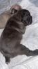 Französische Bulldogge