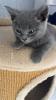BKH kitten,  Mädchen