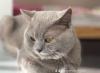 Erfahrener BKH Deckkater Lilac Blutgruppe B
