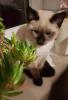 Siam / Thai Kitten,  Seal Point,  Babys,  Kätzchen. Abgabebereit.
