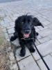 Rodney -Cocker-Spaniel-Mischling - lieb,  ruhig