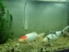 Koi Tancho 43cm abzugeben