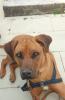 Wurfplanung  rhodesian ridgeback